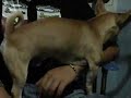 cane affettuoso