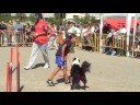 Tarrega jumping G2