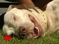 strangedog survives after swallowing deadly toad wholedog survives after swallowing deadly toad wholethe associated pressa dog which swallowed a toxic cane toad whole in darwin, australia, survived and left the toad unharmed after being fed vomit inducing drugs. (june 8)three-year-old bella looks fine today--but she came close to a deadly encounter. bella's australian owners threw her some table scraps--just as she jumped for the food--a toxic toad leapt in front of her.(sot: jackson crews, dog owner) 