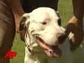 strangedog survives after swallowing deadly toad wholedog survives after swallowing deadly toad wholethe associated pressa dog which swallowed a toxic cane toad whole in darwin, australia, survived and left the toad unharmed after being fed vomit inducing drugs. (june 8)three-year-old bella looks fine today--but she came close to a deadly encounter. bella's australian owners threw her some table scraps--just as she jumped for the food--a toxic toad leapt in front of her.(sot: jackson crews, dog owner) 