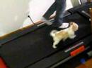Sammy on Treadmill