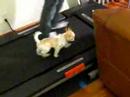 Sammy on Treadmill