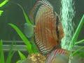 Wild discus 
