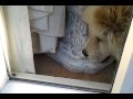 2010-05-25 | Chow chow rampage (2) ~> My chow is stil killing that bee thing ()