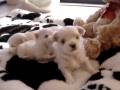 Maltese Puppies at 3 weeks