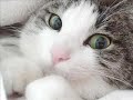 funny-cats.html