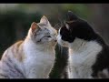 cats - Thumb #3