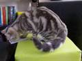 Re: How To Annoy Your Cat... The Nice Way! #2