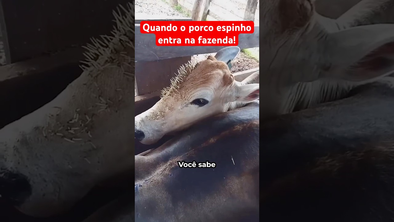 Quando O Porco Espinho Entra Na Fazenda