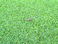 Belizian Lizard