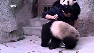 Pandalar İlaç İçmemeye Çalıştı Ama Kurtulamadı