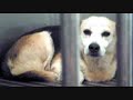 Prevent Animal Cruelty