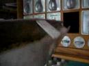 cabinet for spices