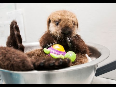 OTTER