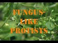 Techno Protists