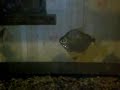 gold arowana and silver dollers