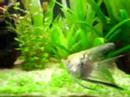 Aquário plantado, 60lts 