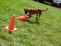 Cone Search