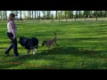 Riley Schäferhund - Mischling