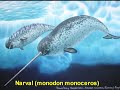 Animales raros  o peculiares