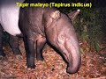 Animales raros o peculiares Animales raros o peculiares