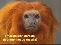 Animales raros o peculiares