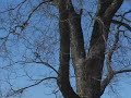 Crows attack Red-tailed Hawks