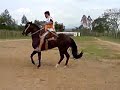 cavalo crioulo (bt niquel )