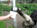 emu\