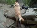 Dog Days of Summer 2008 #1 part 1