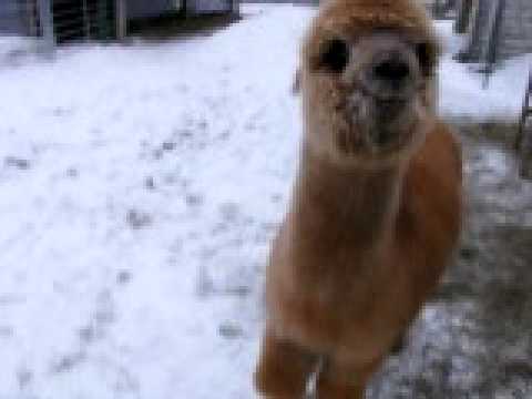 how to treat meningeal worm in llamas