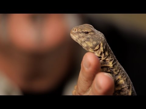 how to care for a uromastyx