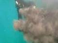 Rosie Wrangles A Cuttlefish Bare Handed