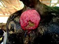 Yes, your butthole can fall out!