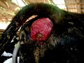 Yes, your butthole can fall out! Yes, your butthole can fall out!