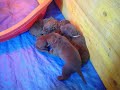 Chesapeake Bay Retriever puppies sleeping.MOV