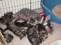A Year Of Wags