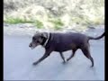 Lucy, the  labrador   Retriever , at Riverside State Park