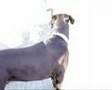 Labrador Retriever video