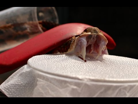 YouTube reptile video