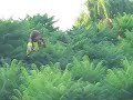 Romania , Bucuresti , Herastrau , Tarzan in actione!! Romania , Bucuresti , Herastrau , Tarzan in actione!!