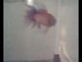 Peixe Betta