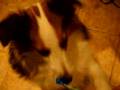 Shetland Sheepdog vs. Electric Toothbrush