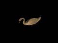 swan.AVI