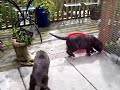 Irish Wolfhound Puppies 5 weeks