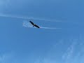 Bald Eagle vs. Osprey