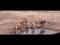 close up drinking nyala