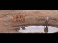 close up drinking nyala
