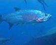 Duik naar spectaculair wrak Hilma Hooker!