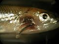 Lernaea parasite on Nebraska minnow